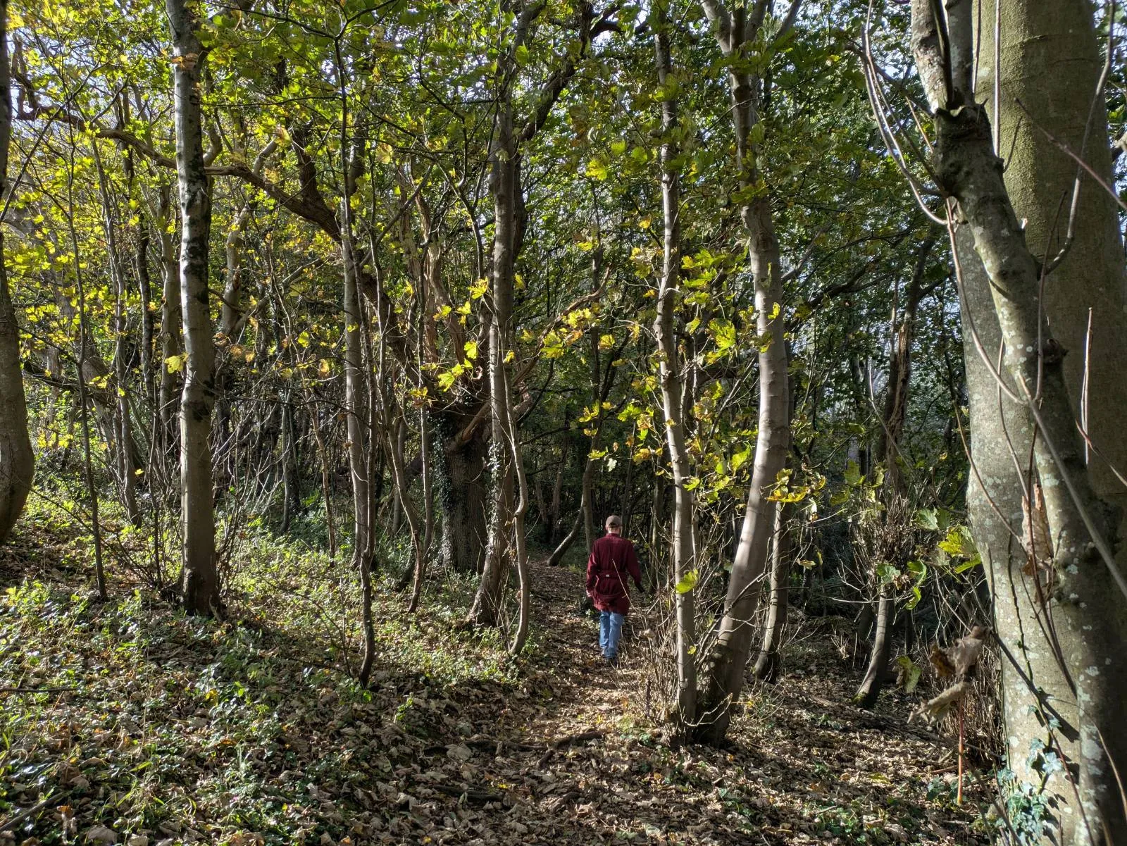 A photo of someone walking through woods, taken from a distance behind. There are bright green and yellow leaves.